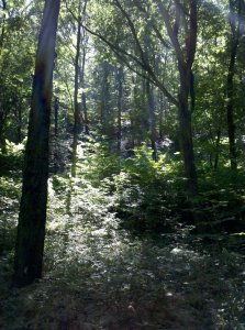 2013-08-02_12-36-47_973