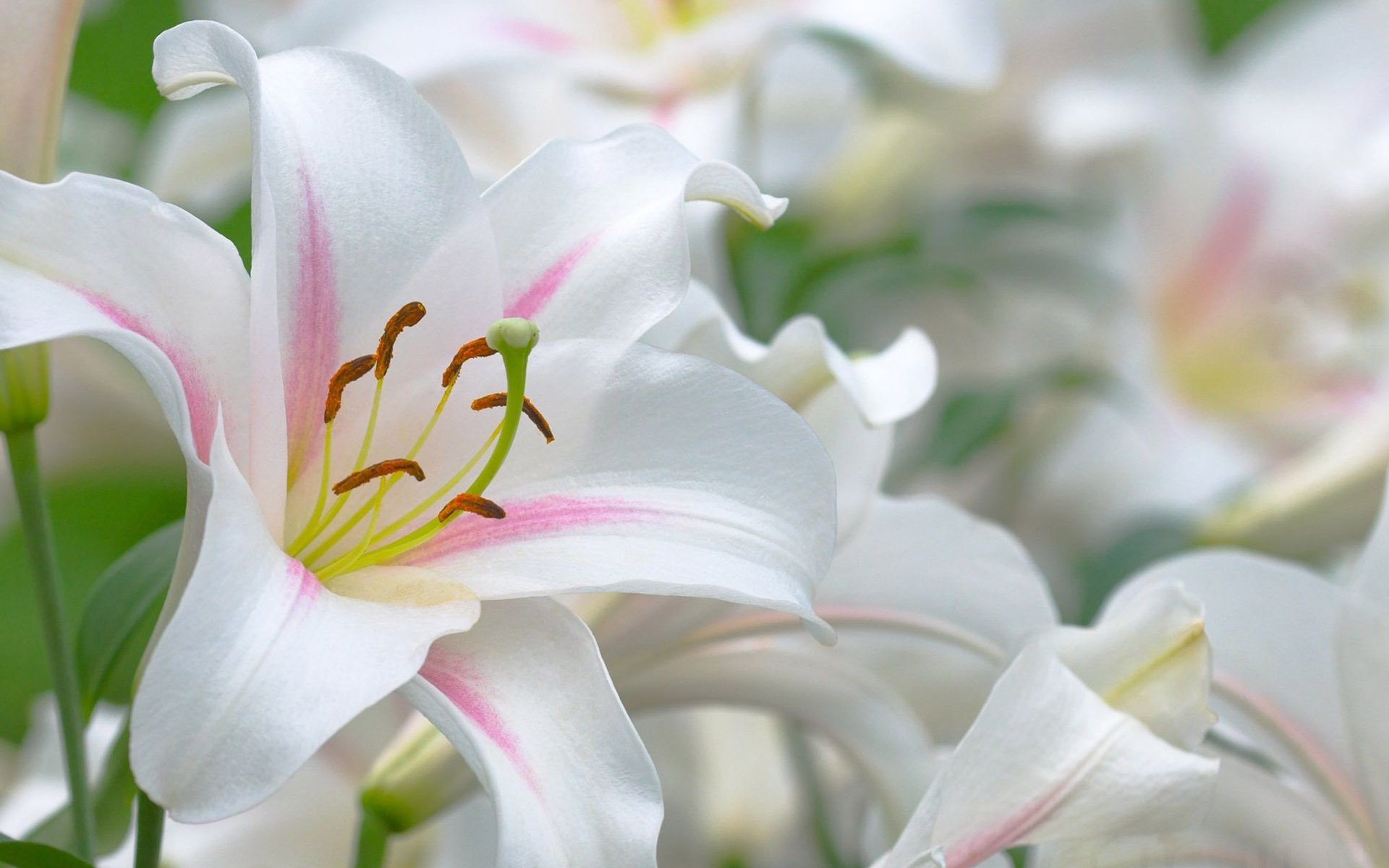white-lilies-flower-hd-wallpaper-1920x1200-9662